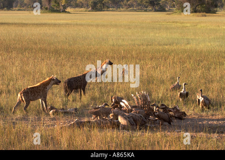 Avvistato iene e bianco africano sostenuto gli avvoltoi sulla carcassa giraffe Foto Stock