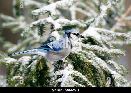 Blue Jay arroccato nella coperta di neve Abete rosso Foto Stock