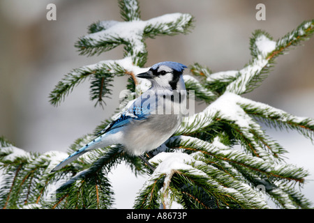 Blue Jay arroccato nella coperta di neve Abete rosso Foto Stock