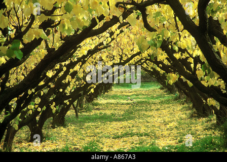 Albicocca Orchard in autunno Bannockburn Central Otago Isola del Sud della Nuova Zelanda Foto Stock