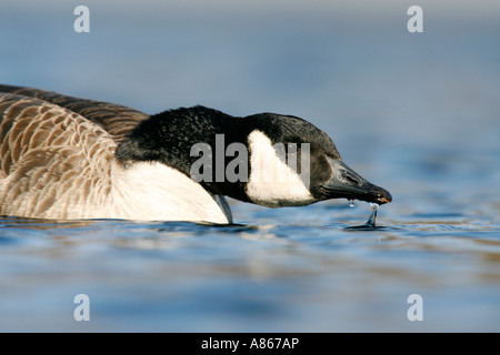 Canada Goose bere Foto Stock