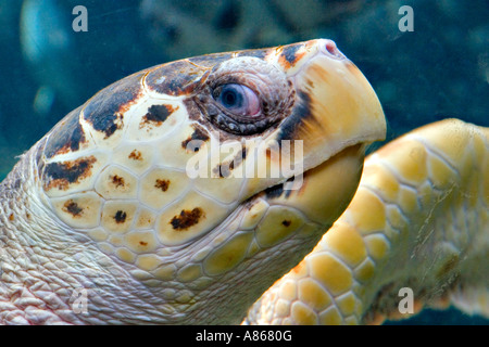 Tartaruga Caretta, Caretta caretta Foto Stock