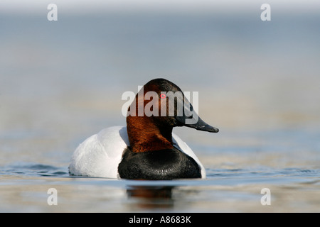 Canvasback sul lago d'inverno Foto Stock