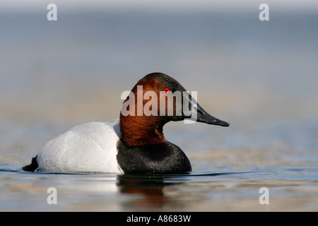 Canvasback sul lago d'inverno Foto Stock