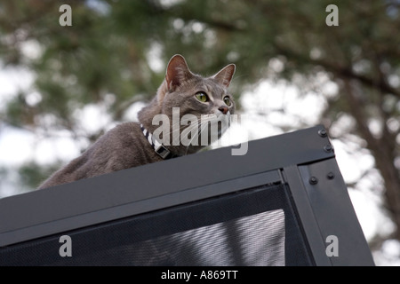 Un grigio tabby cat con in bianco e nero il collare sul tetto del patio. Foto Stock