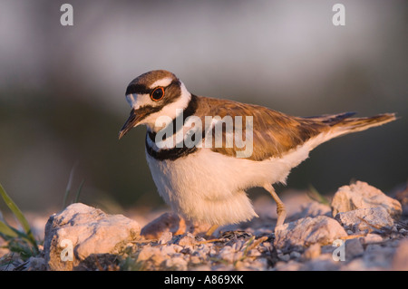 Killdeer Charadrius vociferus adulto su nest la Contea di Willacy Rio Grande Valley Texas USA Giugno 2006 Foto Stock