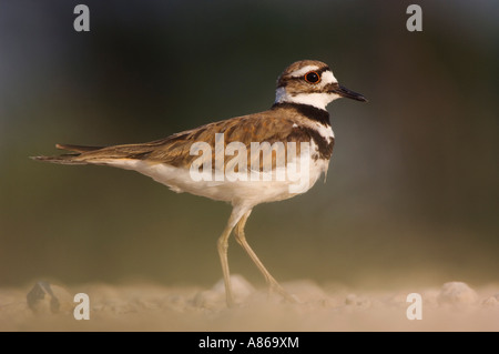 Killdeer Charadrius vociferus adulto La Contea di Willacy Rio Grande Valley Texas USA Giugno 2006 Foto Stock