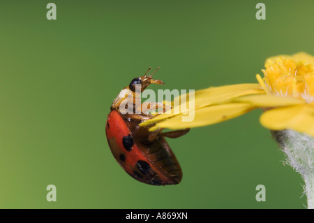 Ladybug Coccinellidae coleottero adulto sul fiore Uvalde County Hill Country Texas USA Aprile 2006 Foto Stock