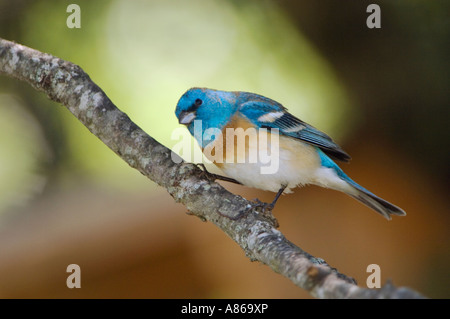 Lazuli Bunting Passerina amoena maschio Uvalde County Hill Country Texas USA Aprile 2006 Foto Stock