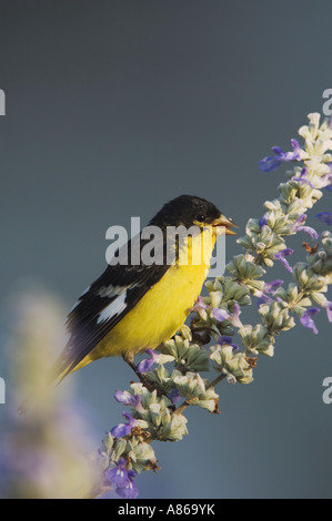 Minor Cardellino Carduelis psaltria nero maschio supportato su farinoso sage Hill Country Texas Foto Stock