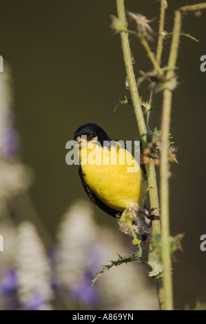 Minor Cardellino Carduelis psaltria nero maschio supportato appollaiato Uvalde County Hill Country Texas USA Aprile 2006 Foto Stock