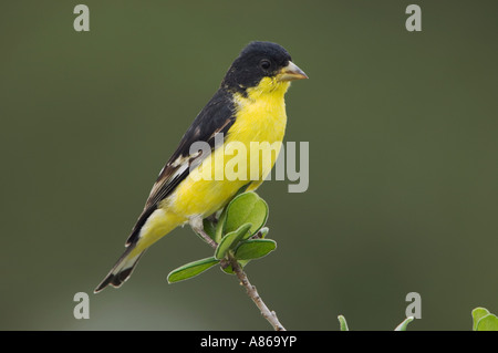 Minor Cardellino Carduelis psaltria nero maschio supportato appollaiato Uvalde County Hill Country Texas USA Aprile 2006 Foto Stock