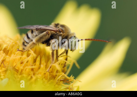 Longhorn Ape su Golden Crownbeard Verbesina encelioides Willacy County Rio Grande Valley Texas USA Giugno 2006 Foto Stock