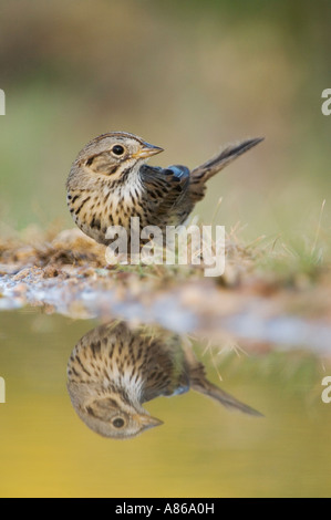 Lincoln è Sparrow Melospiza lincolnii adulto bere Uvalde County Hill Country Texas USA Aprile 2006 Foto Stock