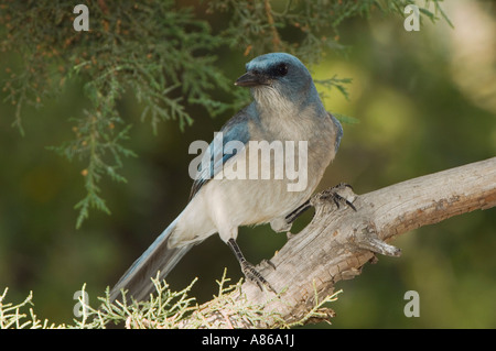 Mexican Jay Aphelocoma ultramarina adulto Paradise Chiricahua Mountains Arizona STATI UNITI D'AMERICA AGOSTO 2005 Foto Stock