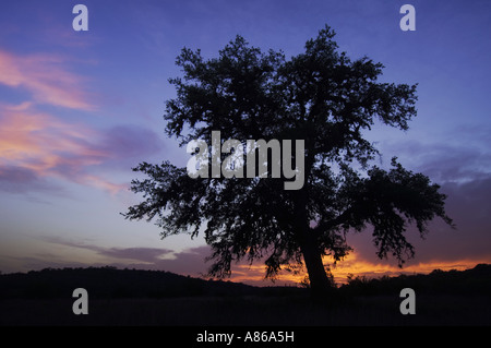 Live Oak Quercus virginiana quercia al tramonto Uvalde County Hill Country Texas USA Aprile 2006 Foto Stock