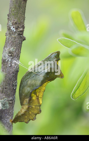 A coda di rondine Pipevine Battus philenor Pupa Uvalde County Hill Country Texas USA Aprile 2006 Foto Stock