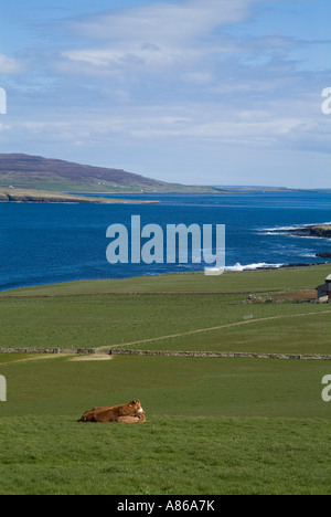 Dh Eynhallow suoni EVIE ORKNEY Vacca e vitello in campo animale la posa di costa del suono Foto Stock