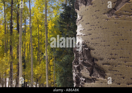 Aspen alberi in fallcolor Uncompahgre Foresta Nazionale delle Montagne Rocciose in Colorado USA Settembre 2006 Foto Stock