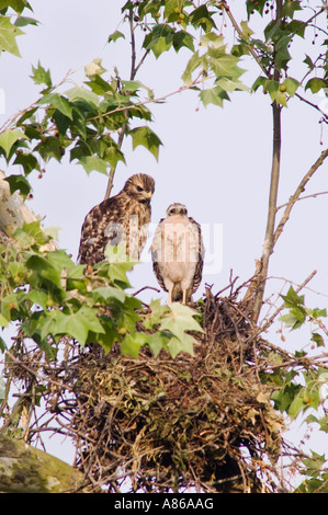 Rosso-spallamento Hawk Buteo lineatus giovani nel nido in sicomoro San Antonio Texas USA Maggio 2005 Foto Stock