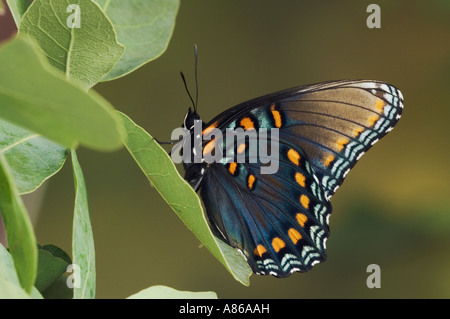 Viola Red-Spotted Limenitis arthemis astianatte adulto su Lacey Oak Quercus laceyi Hill Country Texas Foto Stock