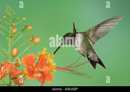 Ruby-throated Hummingbird archilochus colubris maschio in volo su alimentazione rosso uccello del paradiso Rio Grande Valley Texas Foto Stock