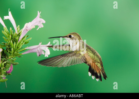 Rufous Hummingbird Selasphorus rufus immaturo in volo su alimentazione origano messicano Paradise Chiricahua Mountains Arizona Foto Stock