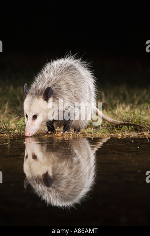 Virginia Opossum Didelphis virginiana adulto di notte a bere Uvalde County Hill Country Texas USA Aprile 2006 Foto Stock