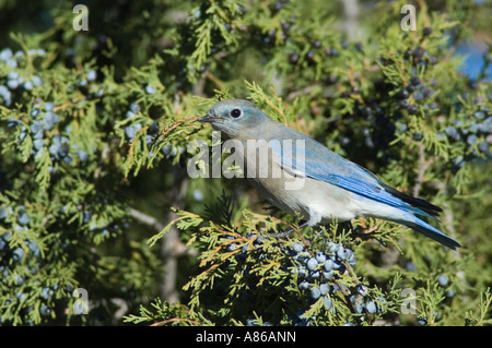 Western Bluebird Sialia mexicana femmina su ginestra Ridgway Colorado Oktober 2005 Foto Stock