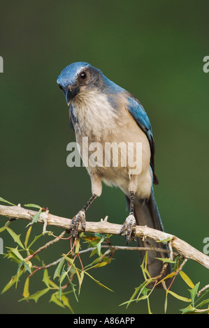 Western Scrub-Jay Aphelocoma californica adulto su Agarita Berberis trifoliolata Uvalde County Hill Country Texas Foto Stock