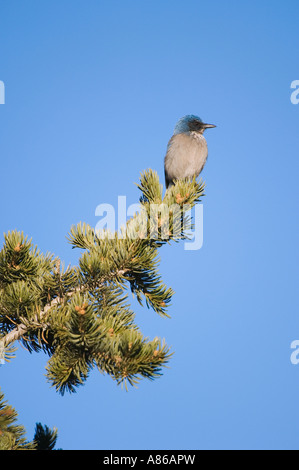 Western Scrub-Jay Aphelocoma californica adulto arroccato su pino Giardino degli dèi Colorado Springs Colorado Foto Stock