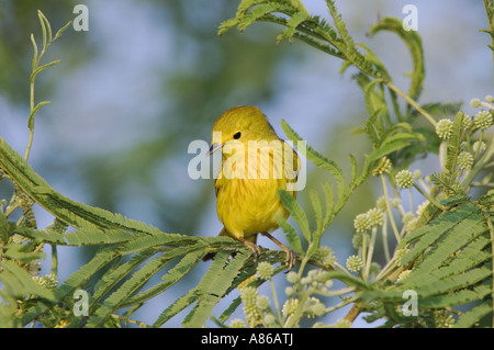 Giallo Trillo Dendroica petechia maschio di South Padre Island Texas USA Maggio 2005 Foto Stock