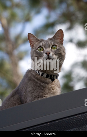 Un grigio tabby cat con in bianco e nero il collare sul tetto del patio. Foto Stock