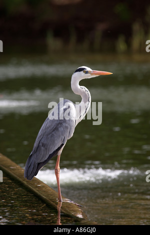 Airone cenerino Ardea cinerea di pesca sul fiume Parco Nazionale Kruger Mpumalanga in Sudafrica Foto Stock