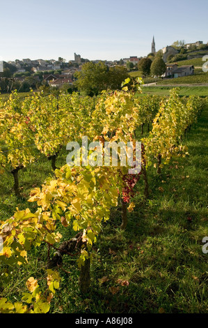 Vigneti in autunno St Emilion Gironde le Parco Bordelais Aquitaine Francia Foto Stock