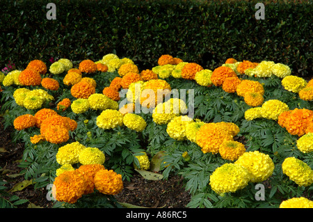 Tageti 3115 Foto Stock