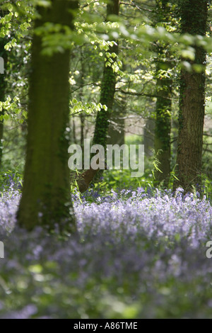 Il Roe Deer BUCK IN BLUE BELL FORESTA CAPRELOUS CAPRELOUS Foto Stock