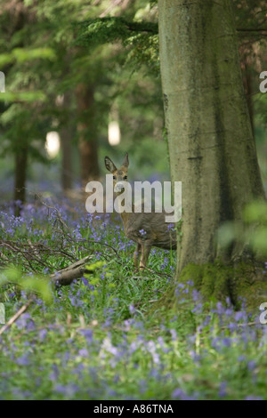 Capriolo dietro di faggio con orecchie ruotando in direzioni diverse ARUNDEL SUSSEX REGNO UNITO Foto Stock