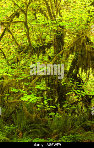 Il Parco nazionale di Olympic WA, la foresta pluviale temperata Hoh River Valley Vine maple (Acer circinatum) e la spada di felci possono Foto Stock