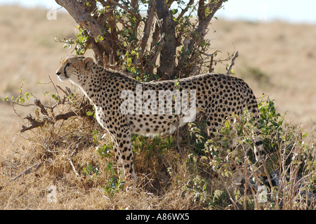 Ghepardo femmina a guardia del Masai Mara National Park, Kenya Foto Stock