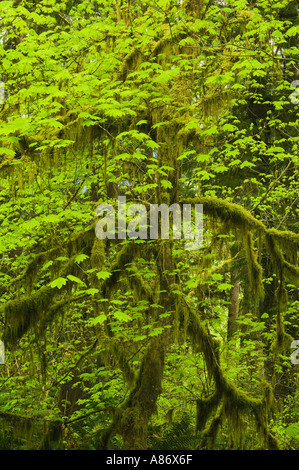 Vite (acero Acer circinatum) in primavera, Quinault Valley, foresta pluviale, il Parco Nazionale di Olympic WA, Stati Uniti d'America Foto Stock