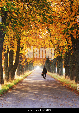 Imprenditore con valigetta sul viale alberato strada di campagna in autunno Foto Stock