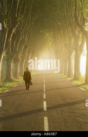 Imprenditore con valigetta camminare misty strada alberata all'alba in Provenza, Francia Foto Stock