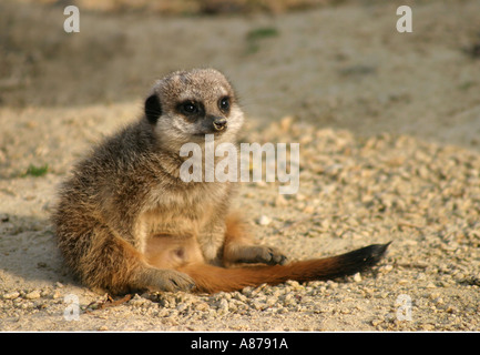 Baby Meerkat nella luce del mattino Foto Stock