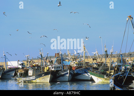 Barche da pesca in porto con gabbiani che volano in alto. Essaouira, Marocco Foto Stock