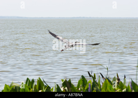 Airone blu vola sopra la riva del lago Apopka di Magnolia Park in Apopka, Florida, Stati Uniti d'America Foto Stock