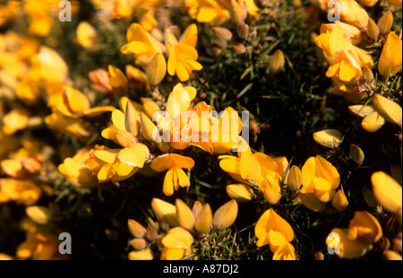 Close up di fiori gialli Common Gorse Ulex Europaeus Foto Stock