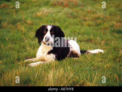 English Springer Spaniel nel Regno Unito Foto Stock