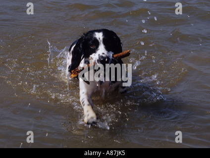 English Springer Spaniel Fetch Stick dal fiume nel Suffolk REGNO UNITO Foto Stock