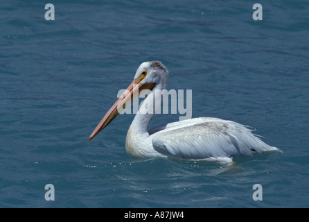 Americano bianco Pelican Pelecanus erythrorhynchos Bear Lake N W R IDAHO STATI UNITI D'AMERICA LUGLIO Pelecanidae adulti Foto Stock